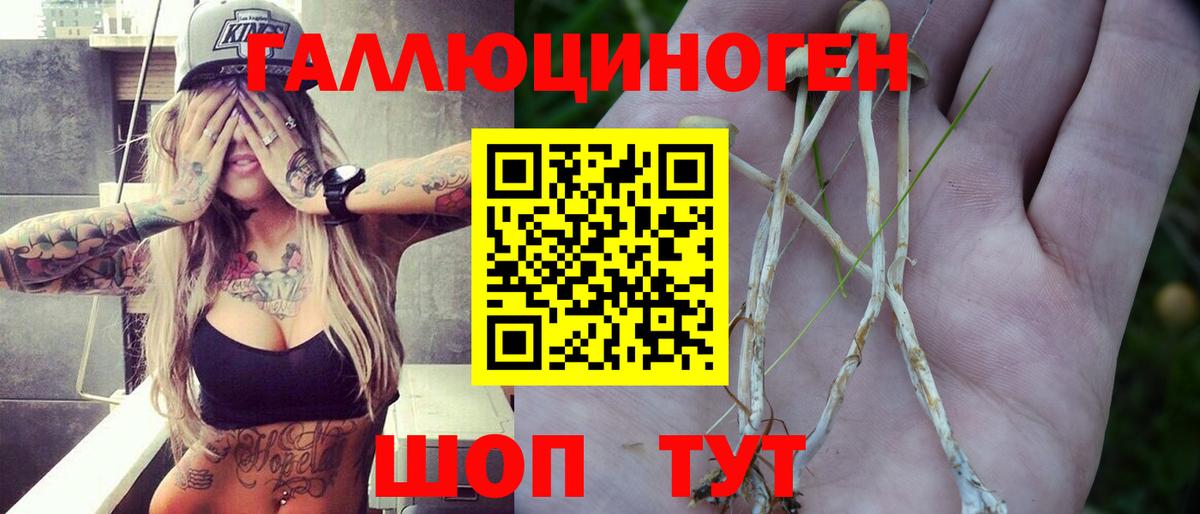 Псилоцибиновые грибы Psilocybe Кудымкар